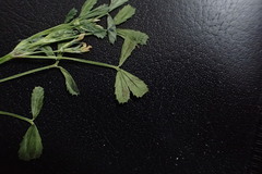 Trifolium ornithopodioides