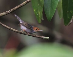 Orthotomus ruficeps