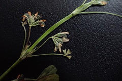 Trifolium ornithopodioides