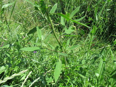 Chenopodium betaceum