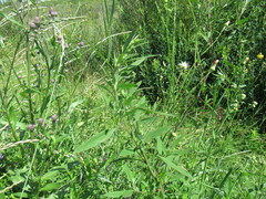 Chenopodium betaceum