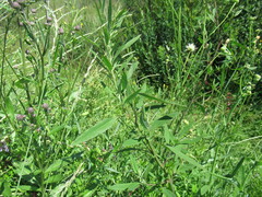 Chenopodium betaceum
