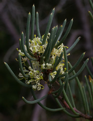 Hakea megadenia