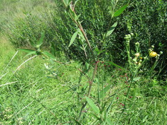 Chenopodium betaceum