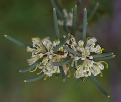Hakea megadenia