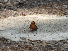 Vagrans sinha