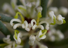 Hakea megadenia