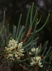 Hakea megadenia