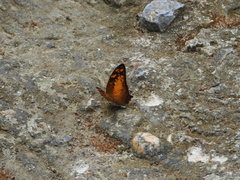 Vagrans sinha