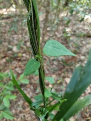 Echinostephia aculeata