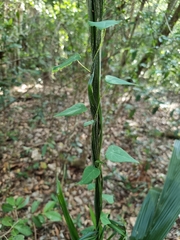 Echinostephia aculeata
