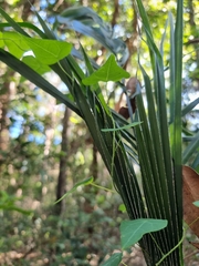 Echinostephia aculeata