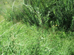 Chenopodium betaceum