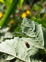 Dinocampus coccinellae