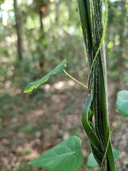 Echinostephia aculeata