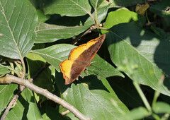 Eurytela dryope