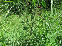 Chenopodium betaceum