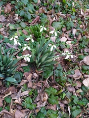 Galanthus nivalis