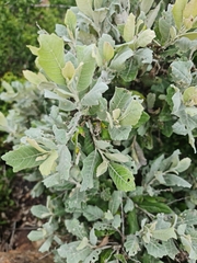 Brachylaena rotundata