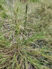 Eragrostis pectinacea