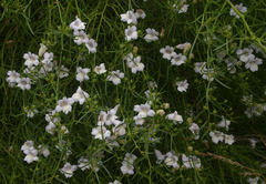 Eremophila polyclada
