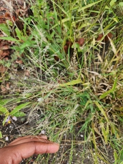 Eragrostis pectinacea
