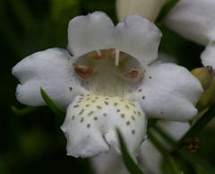 Eremophila polyclada
