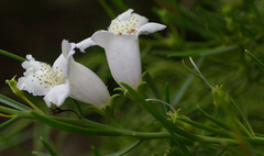 Eremophila polyclada