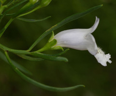 Eremophila polyclada