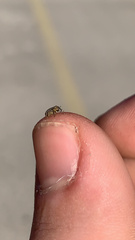 Ceutorhynchus pallidactylus