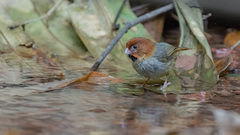 Neosuthora davidiana