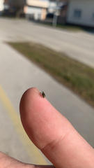 Ceutorhynchus pallidactylus