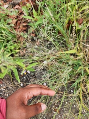 Eragrostis pectinacea