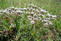 Goniolimon rubellum