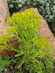 Kalanchoe paniculata