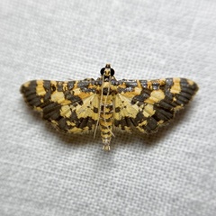 Eurrhyparodes tricoloralis