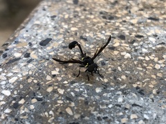 Salpingogaster