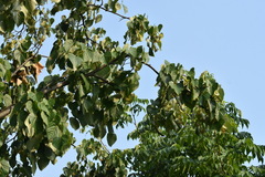 Tilia mandshurica