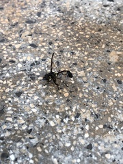 Salpingogaster