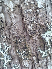 Bacidia schweinitzii