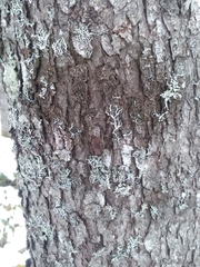 Bacidia schweinitzii