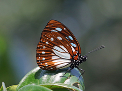 Charaxes wakefieldi
