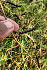 Vicia sativa nigra