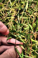 Vicia sativa nigra