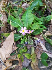 Primula vulgaris