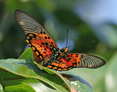 Pseudacraea boisduvalii