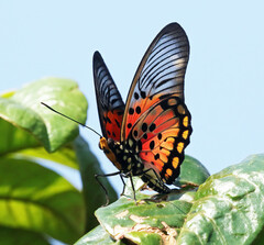 Pseudacraea boisduvalii