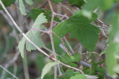 Vitis bryoniifolia