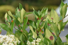Puccinia klugkistiana