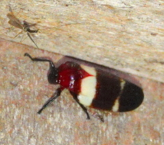 Sphenorhina